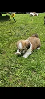 Versace , a female Shih Tzu for sale in Oxford, CT – 2 of 8
