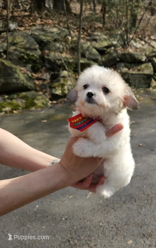 Bruno – Poodle - Toy , Chipoo puppy for sale in Oxford, CT