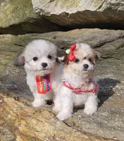 Bruno, a male Poodle - Toy  and Chipoo for sale in Oxford, CT – Photo 5 of 7