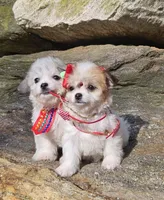 Bruno, a male Poodle - Toy  and Chipoo for sale in Oxford, CT – Photo 4 of 7