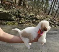 Bruno, a male Poodle - Toy  and Chipoo for sale in Oxford, CT – Photo 2 of 7