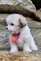 Bruno, a male Poodle - Toy  and Chipoo for sale in Oxford, CT – Photo 6 of 7