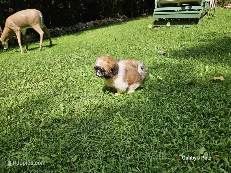 Nissan  – Shih Tzu puppy for sale in Oxford, CT