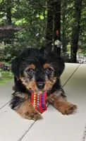 Snicker, a male Yorkshire Terrier and Morkie for sale in Oxford, CT – 5 of 6