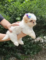 kia, a female Shih Tzu for sale in Oxford, CT – 6 of 7