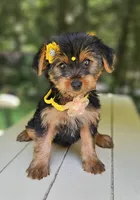 KitKat, a female Maltese and Morkie for sale in Oxford, CT – 4 of 5