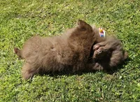 Peanut , a male Pomeranian for sale in Oxford, CT – 5 of 6