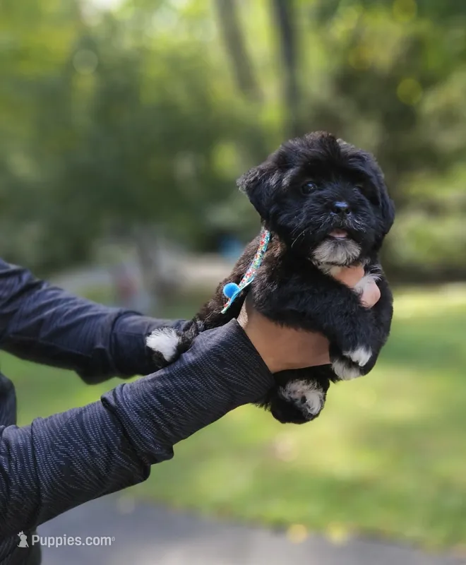 Oreon – Shihpoo, Shih Tzu puppy for sale in Oxford, CT