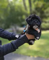 Oreon, a male Shihpoo and Shih Tzu for sale in Oxford, CT – 1 of 7