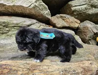 Oreon, a male Shihpoo and Shih Tzu for sale in Oxford, CT – 7 of 7