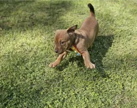 Chocolate, a male English Bulldog and American Leopard Hound for sale in Oxford, CT – 6 of 9