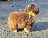 Bella, a female Shih Tzu for sale in Oxford, CT – 2 of 5