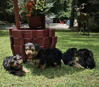 Dani, a male Yorkshire Terrier for sale in Oxford, CT – 3 of 4