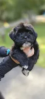Oreon, a male Shihpoo and Shih Tzu for sale in Oxford, CT – 5 of 7