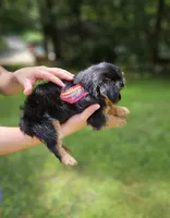 Snicker, a male Yorkshire Terrier and Morkie for sale in Oxford, CT – 2 of 6