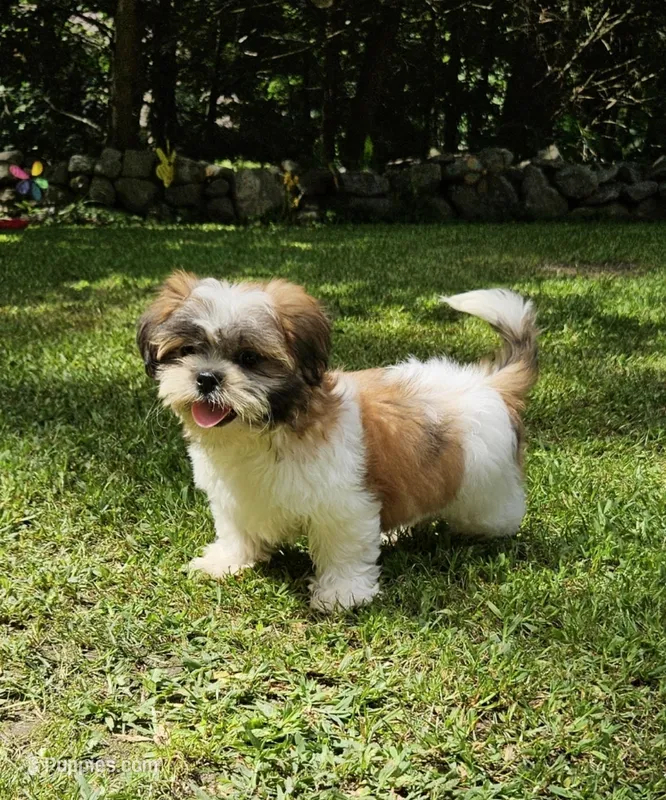 Bentley – Shih Tzu puppy for sale in Oxford, CT