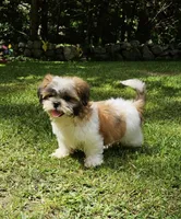Bentley, a male Shih Tzu for sale in Oxford, CT – 1 of 8