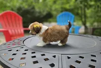Versace , a female Shih Tzu for sale in Oxford, CT – 8 of 8