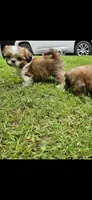 Versace , a female Shih Tzu for sale in Oxford, CT – 4 of 8
