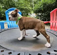Mercury , a female Boston Terrier for sale in Oxford, CT – 5 of 5