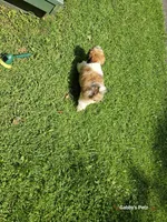 Nissan , a male Shih Tzu for sale in Oxford, CT – 6 of 6