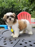 Bentley, a male Shih Tzu for sale in Oxford, CT – 3 of 5