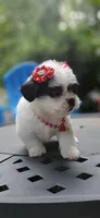 Bella, a female Shihpoo and Shih Tzu for sale in Oxford, CT – 4 of 6