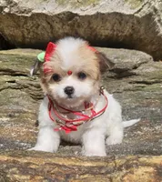 Lucy, a female Poodle - Toy  and Chipoo for sale in Oxford, CT – Photo 2 of 4