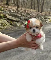 Lucy, a female Poodle - Toy  and Chipoo for sale in Oxford, CT – Photo 3 of 4