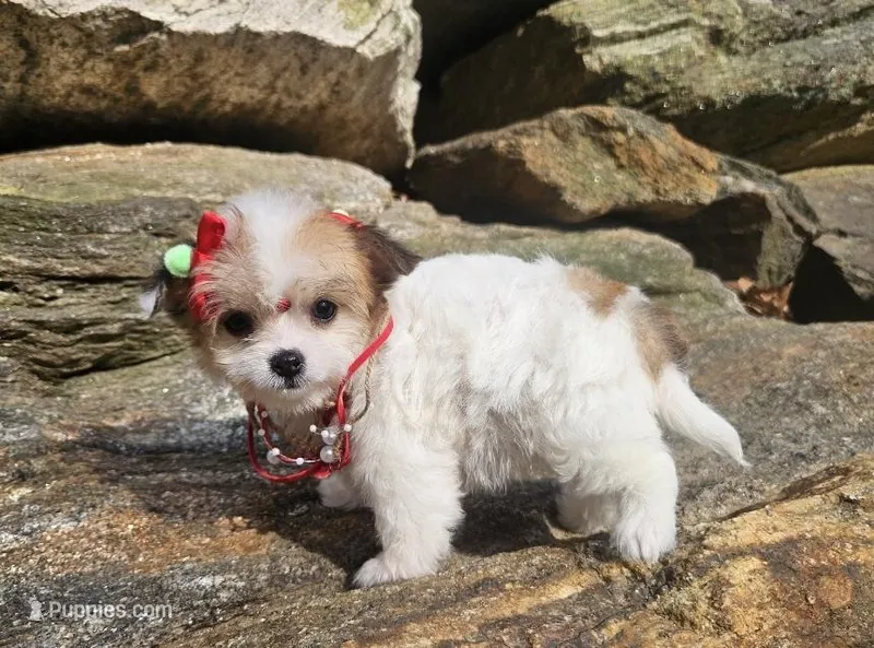 Lucy – Poodle - Toy , Chipoo puppy for sale in Oxford, CT