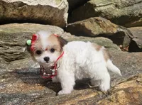 Lucy, a female Poodle - Toy  and Chipoo for sale in Oxford, CT – Photo 1 of 4