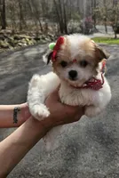 Lucy, a female Poodle - Toy  and Chipoo for sale in Oxford, CT – Photo 4 of 4