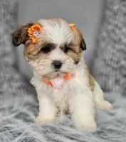 Zina, a female Shih Tzu for sale in Oxford, CT – Photo 4 of 5