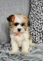 Zina, a female Shih Tzu for sale in Oxford, CT – Photo 5 of 5