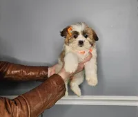 Zina, a female Shih Tzu for sale in Oxford, CT – Photo 2 of 5