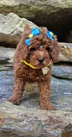 Gucci , a female Golden Retriever and Miniature Goldendoodle for sale in Oxford, CT – 5 of 5
