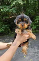 Hershey , a male Yorkshire Terrier for sale in Oxford, CT – 3 of 6