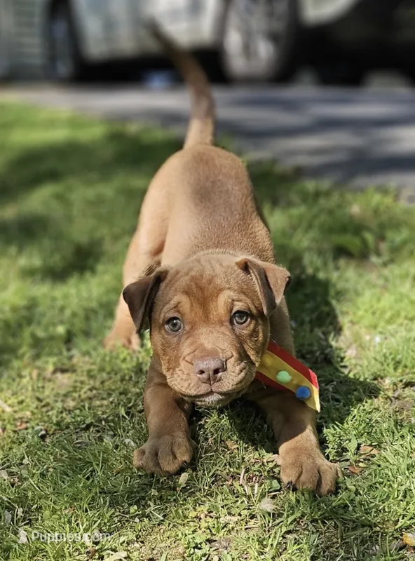 Chocolate – English Bulldog, American Leopard Hound puppy for sale in Oxford, CT