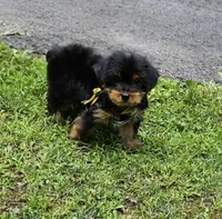 Hershey , a male Yorkshire Terrier for sale in Oxford, CT – 4 of 6