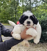 Luka, a male Shihpoo and Shih Tzu for sale in Oxford, CT – 2 of 5