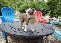 Mercury , a female Boston Terrier for sale in Oxford, CT – 2 of 5