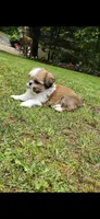 Versace , a female Shih Tzu for sale in Oxford, CT – 6 of 8