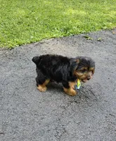 Toffe, a male Yorkshire Terrier for sale in Oxford, CT – 4 of 4