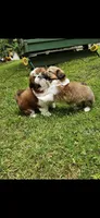 Versace , a female Shih Tzu for sale in Oxford, CT – 3 of 8