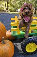 Enya, a female Golden Retriever and Miniature Goldendoodle for sale in Oxford, CT – 5 of 7