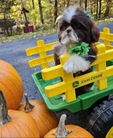 Bella, a female Shih Tzu for sale in Oxford, CT – 4 of 5