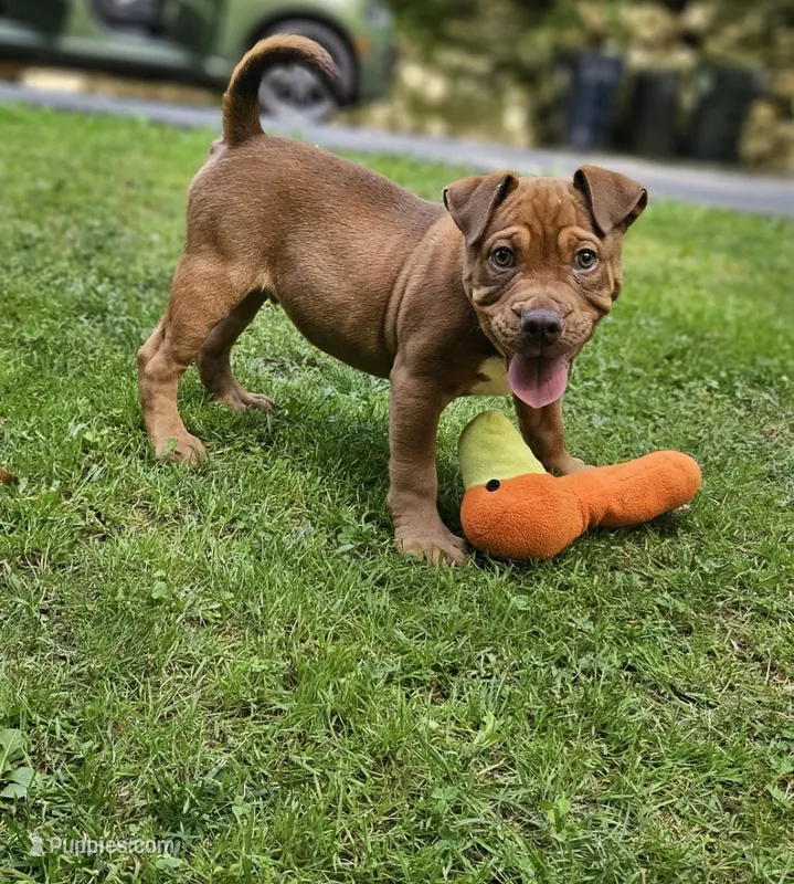 Tom Ford  – Catahoula Leopard Dog, American Bully puppy for sale in Oxford, CT