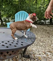 Lexus, a female Boston Terrier for sale in Oxford, CT – 2 of 5