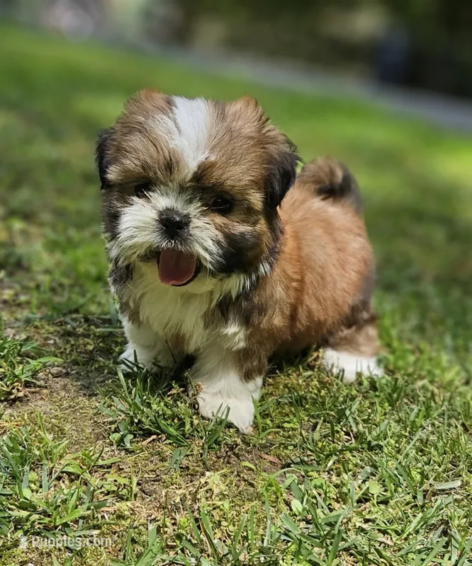 Gucci – Shih Tzu puppy for sale in Oxford, CT