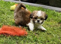 Versace , a female Shih Tzu for sale in Oxford, CT – 1 of 8